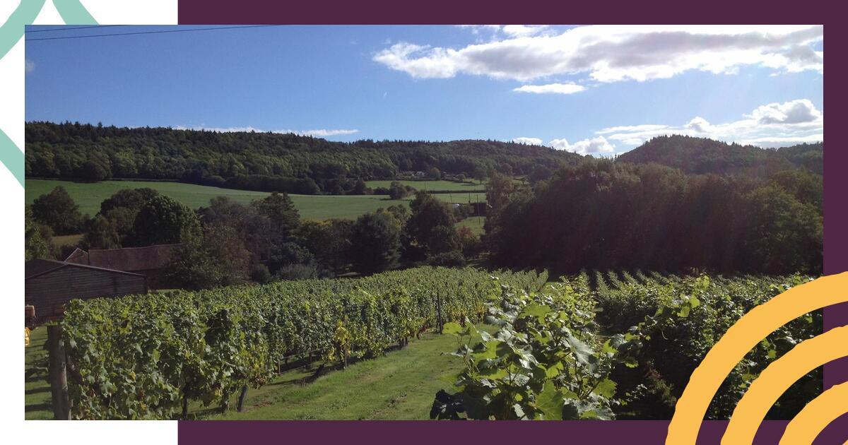 vineyard tour hereford